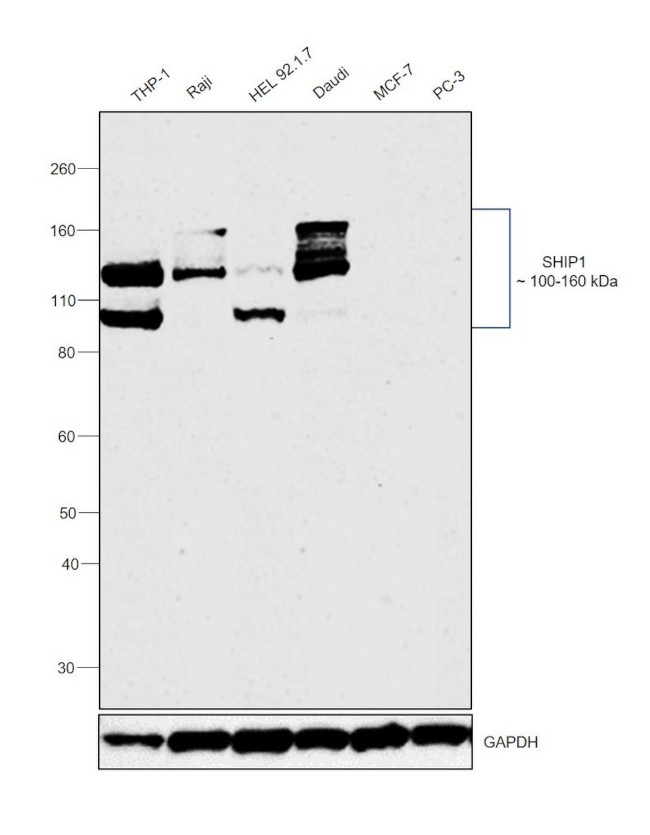 SHIP1 Antibody