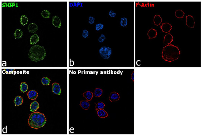 SHIP1 Antibody in Immunocytochemistry (ICC/IF)