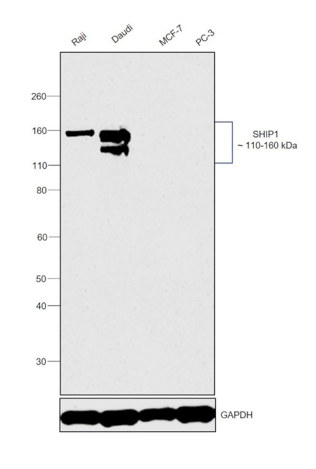 SHIP1 Antibody