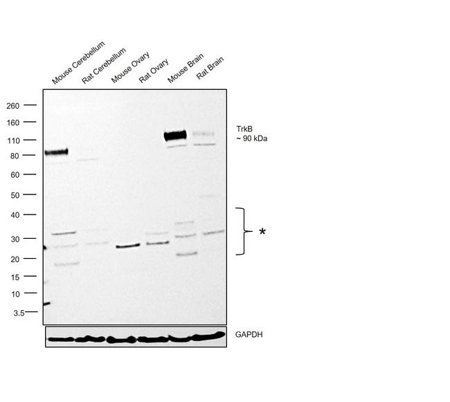 TrkB Antibody in Western Blot (WB)