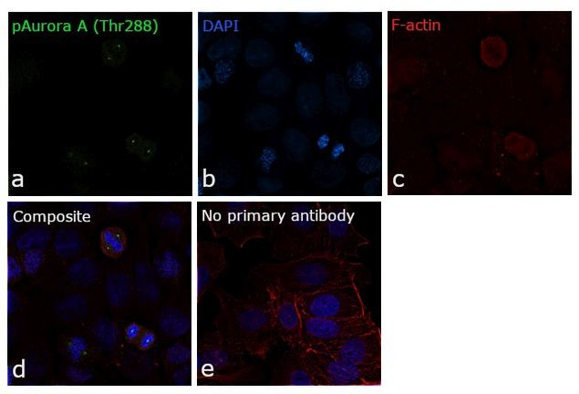 Phospho-Aurora A (Thr288) Antibody