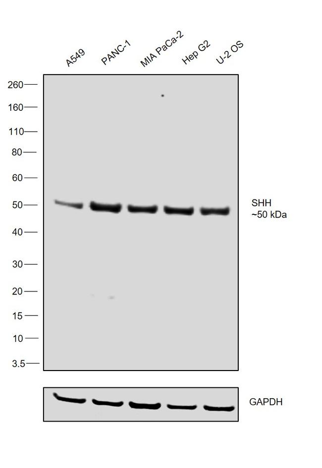 SHH Antibody in Western Blot (WB)