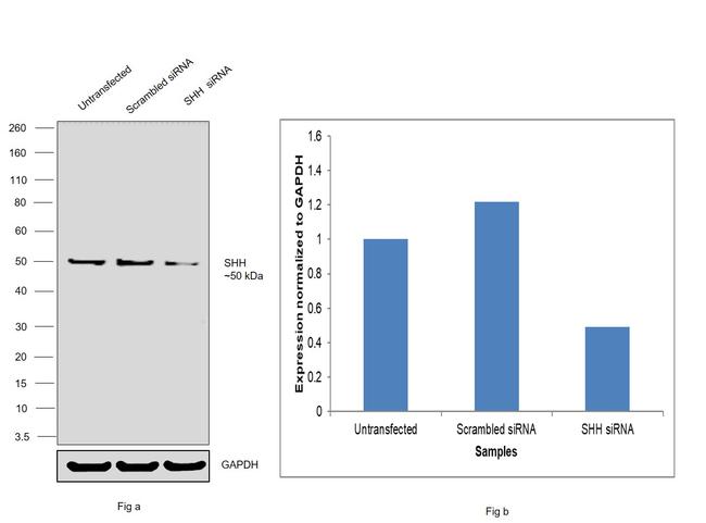 SHH Antibody in Western Blot (WB)