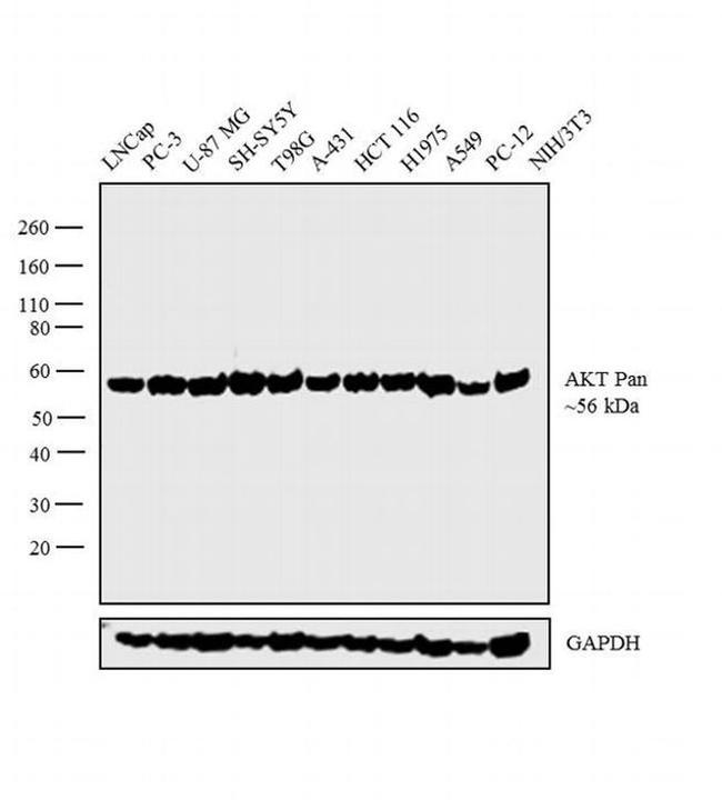 AKT Pan Antibody in Western Blot (WB)