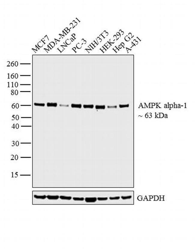 AMPK alpha-1 Antibody in Western Blot (WB)