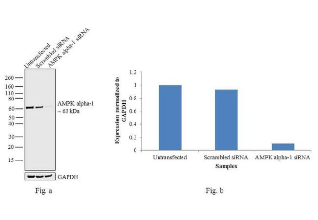 AMPK alpha-1 Antibody