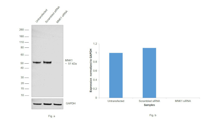 MNK1 Antibody