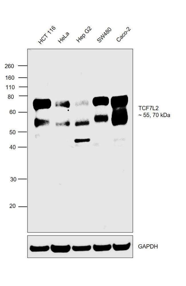 TCF7L2 Antibody in Western Blot (WB)