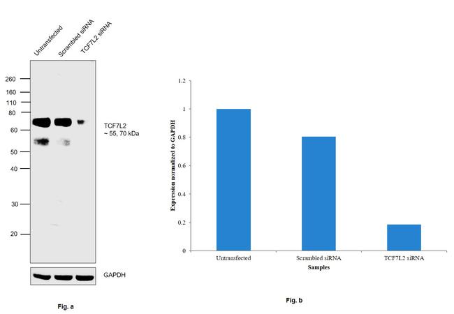 TCF7L2 Antibody in Western Blot (WB)