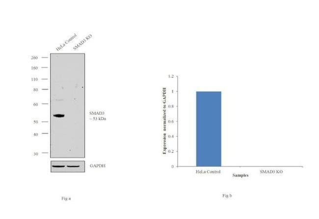 SMAD3 Antibody in Western Blot (WB)