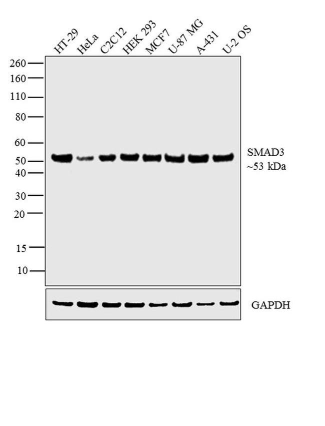 SMAD3 Antibody in Western Blot (WB)