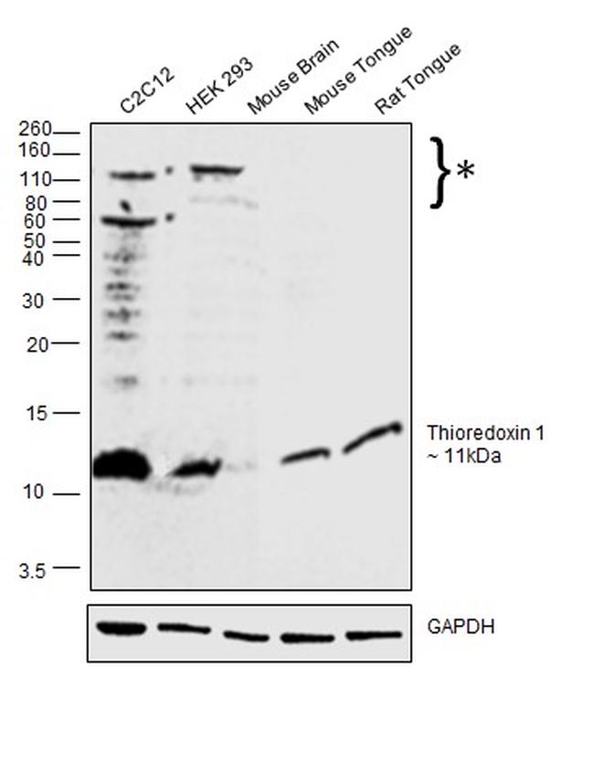 Thioredoxin 1 Antibody in Western Blot (WB)