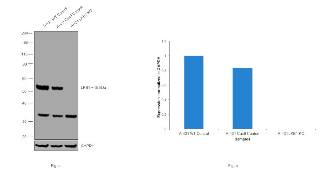 LKB1 Antibody