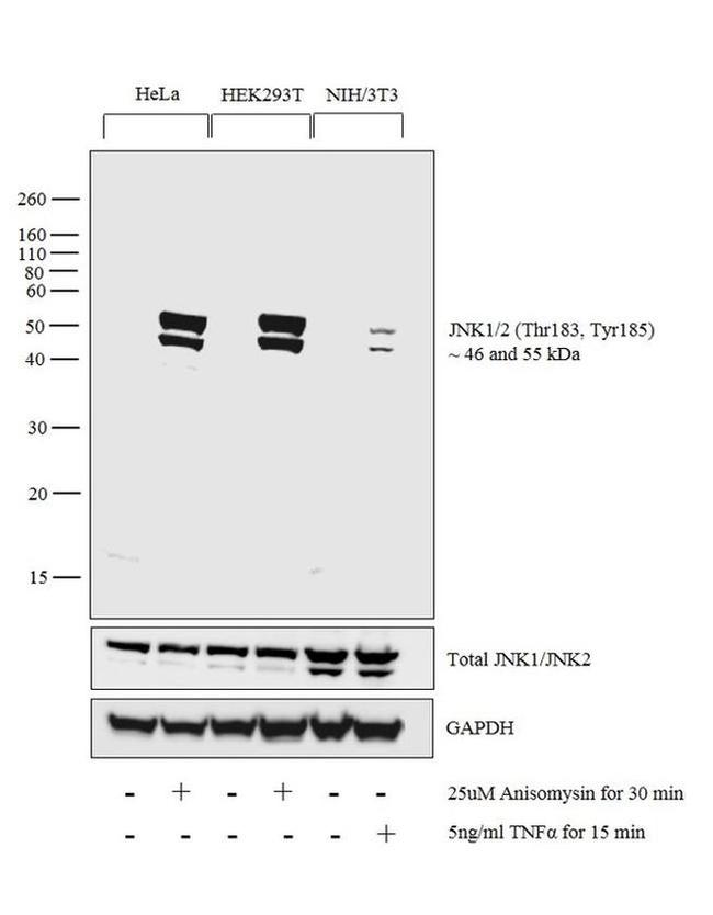 Phospho-JNK1/JNK2 (Thr183, Tyr185) Antibody