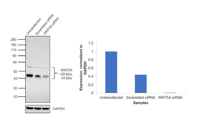 WNT5A Antibody