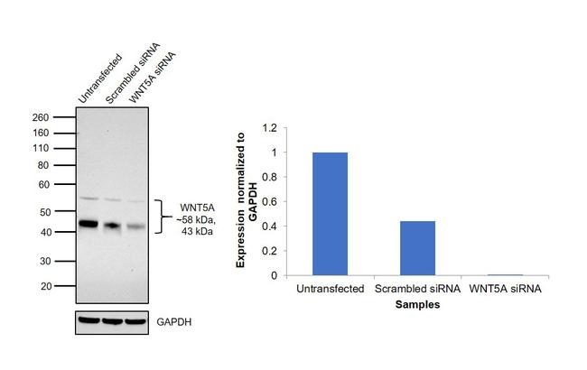 WNT5A Antibody in Western Blot (WB)