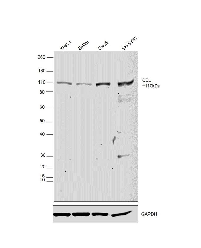 c-Cbl Antibody in Western Blot (WB)