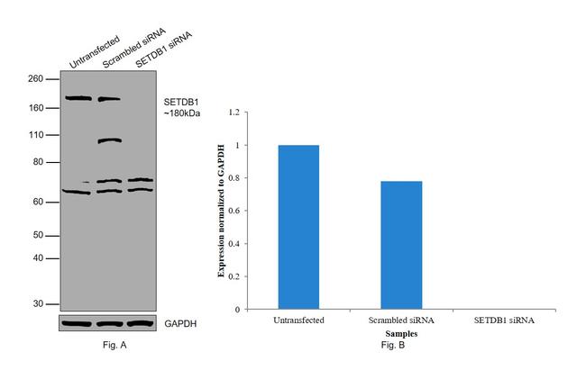 SETDB1 Antibody in Western Blot (WB)