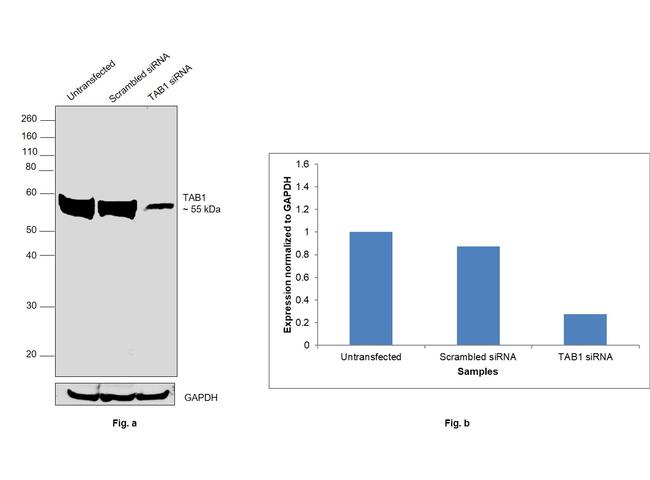 TAB1 Antibody in Western Blot (WB)