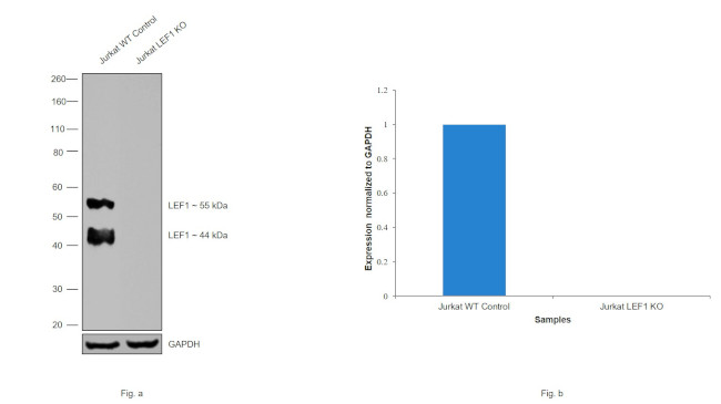 LEF1 Antibody