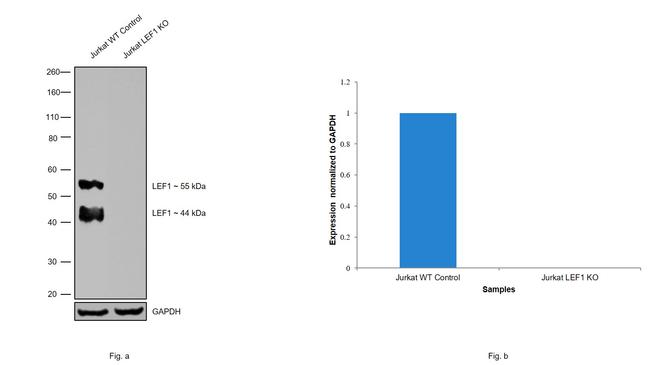 LEF1 Antibody in Western Blot (WB)