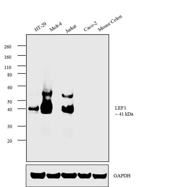 LEF1 Antibody in Western Blot (WB)