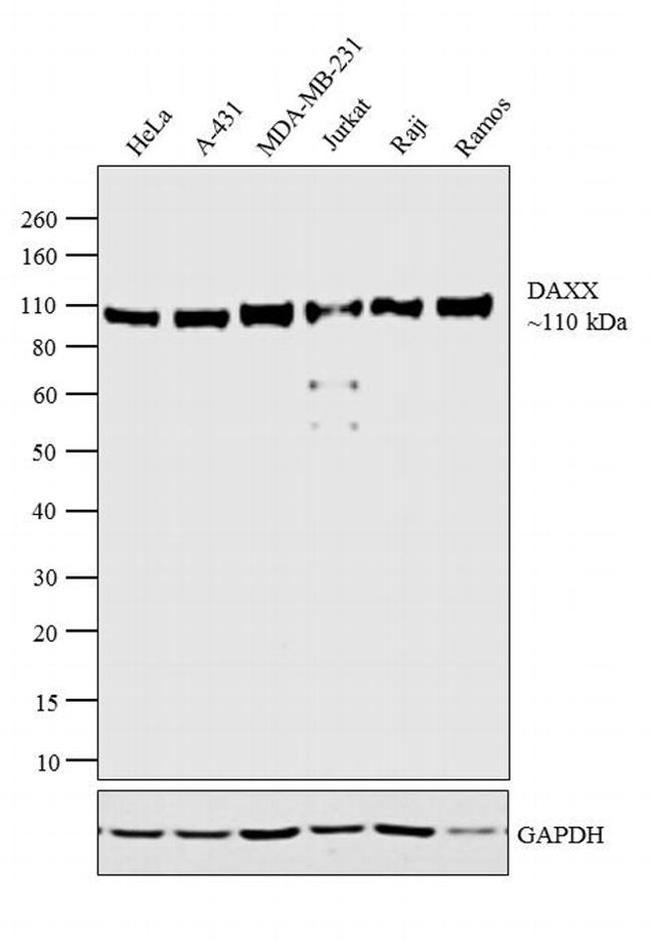 DAXX Antibody in Western Blot (WB)