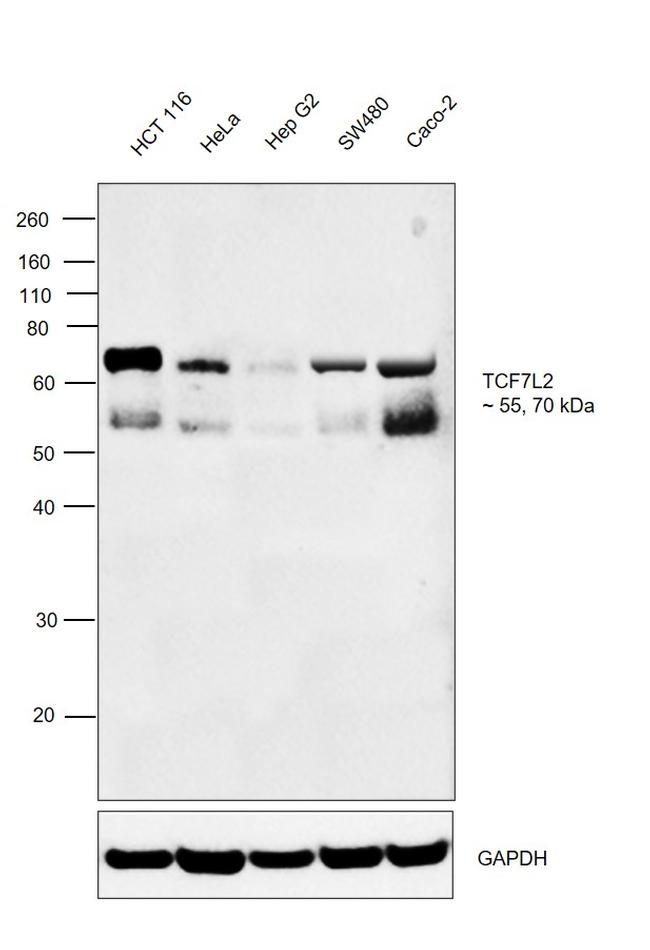 TCF7L2 Antibody in Western Blot (WB)