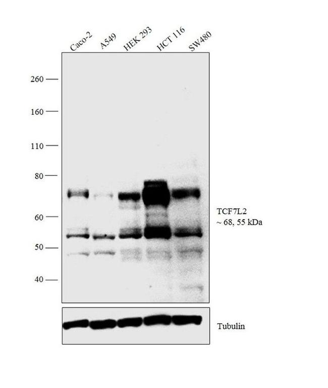 TCF7L2 Antibody in Western Blot (WB)