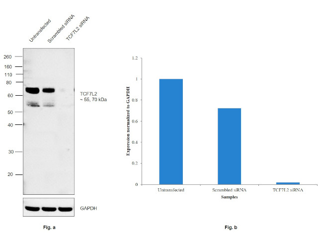 TCF7L2 Antibody