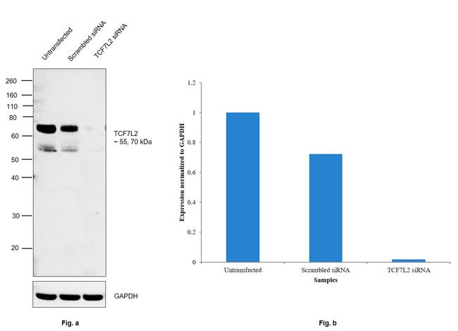 TCF7L2 Antibody in Western Blot (WB)