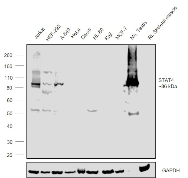 STAT4 Antibody