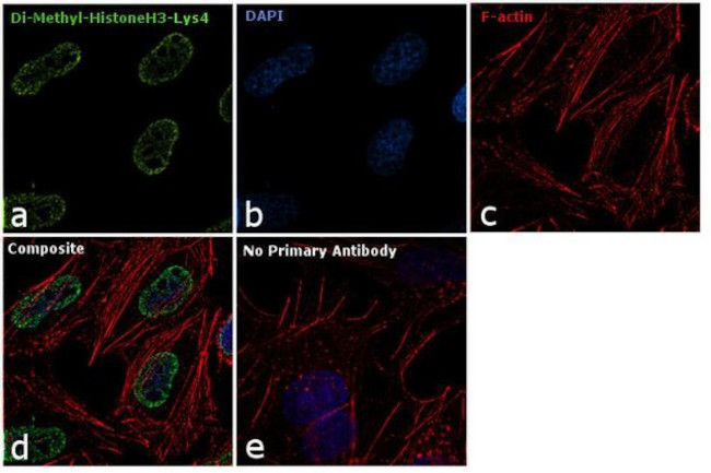 H3K4me2 Antibody in Immunocytochemistry (ICC/IF)