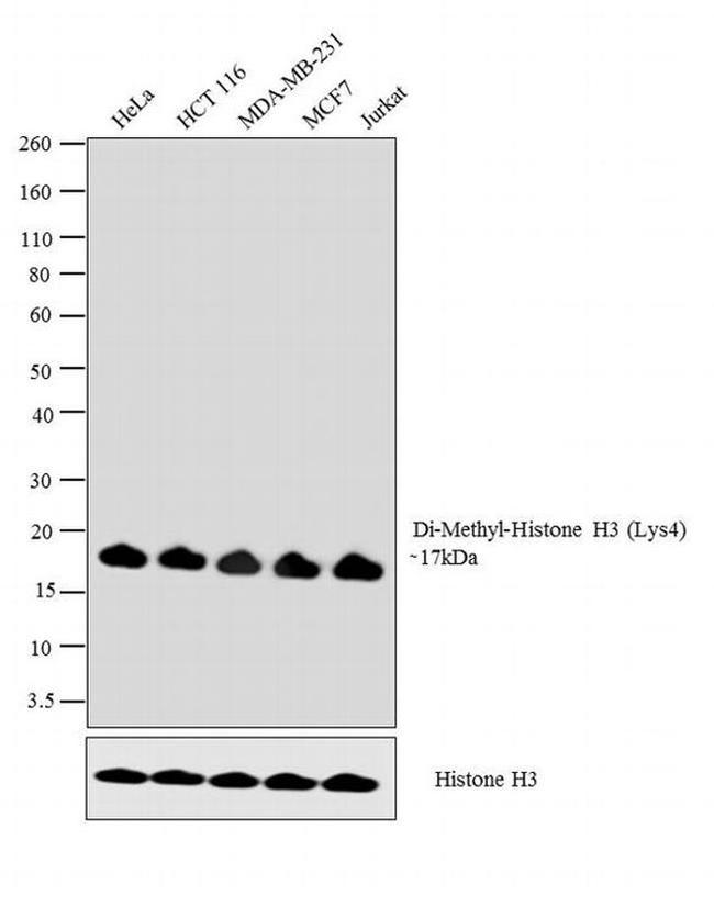 H3K4me2 Antibody in Western Blot (WB)