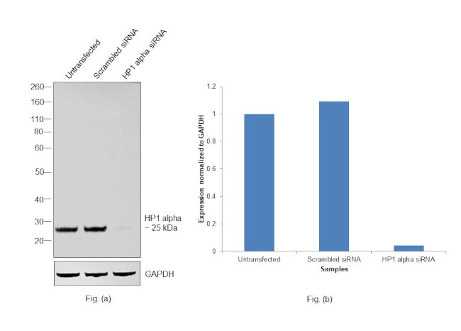 HP1 alpha Antibody