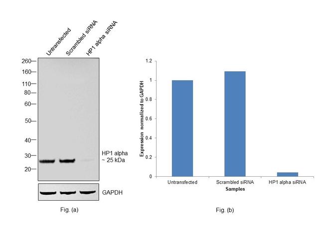 HP1 alpha Antibody in Western Blot (WB)