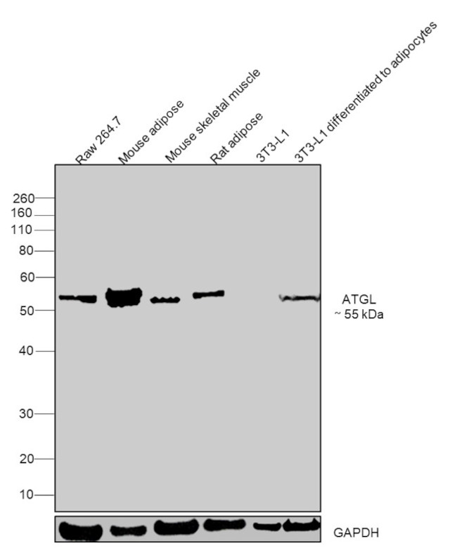 ATGL Antibody