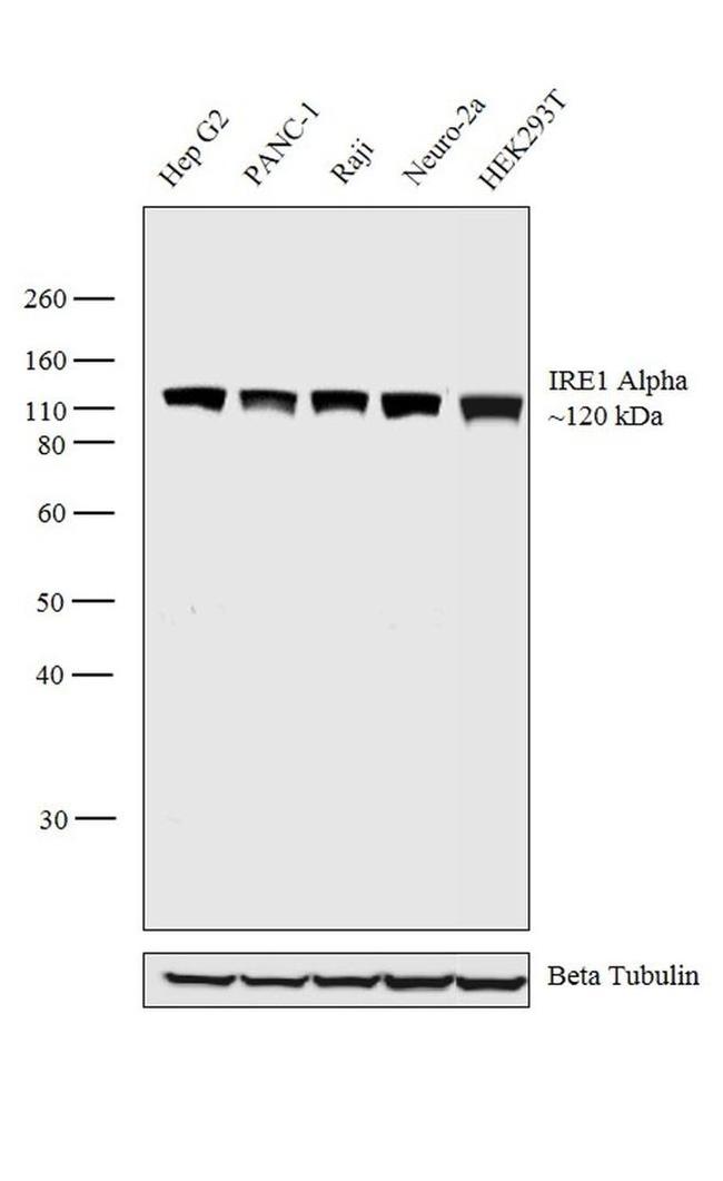 IRE1 alpha Antibody in Western Blot (WB)