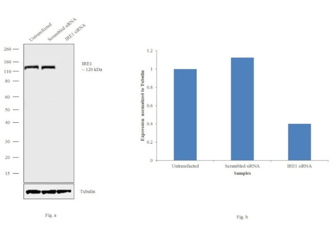 IRE1 alpha Antibody