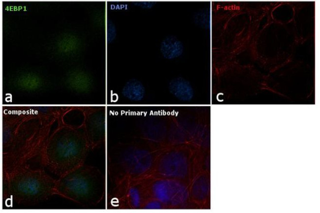 4EBP1 Antibody in Immunocytochemistry (ICC/IF)