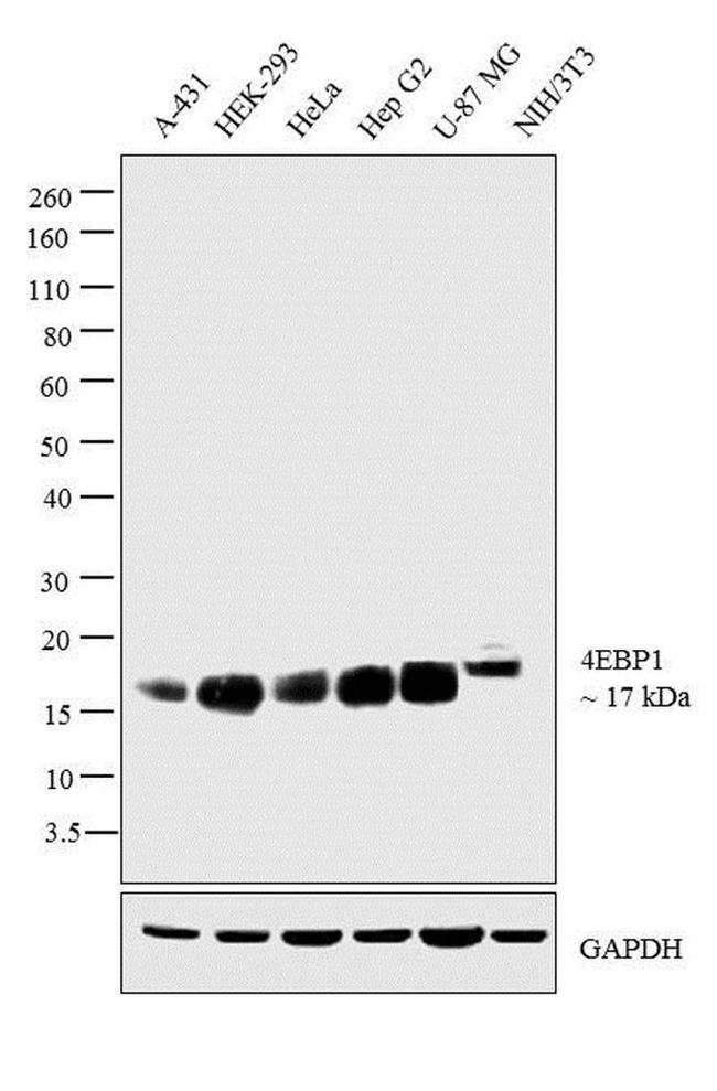 4EBP1 Antibody in Western Blot (WB)