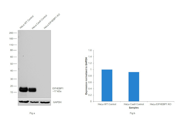 4EBP1 Antibody