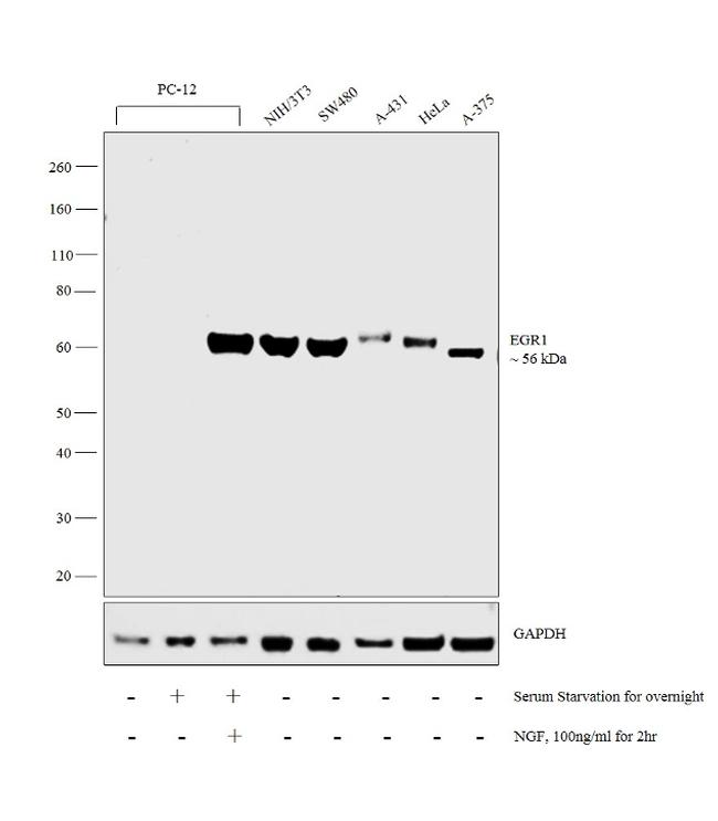 EGR1 Antibody in Western Blot (WB)