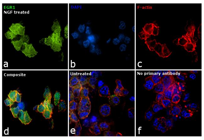 EGR1 Antibody