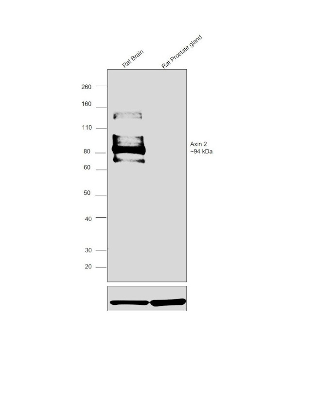 AXIN2 Antibody