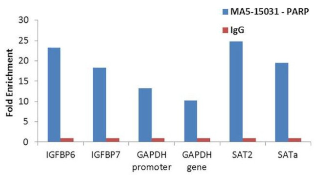 PARP1 Antibody in ChIP Assay (ChIP)