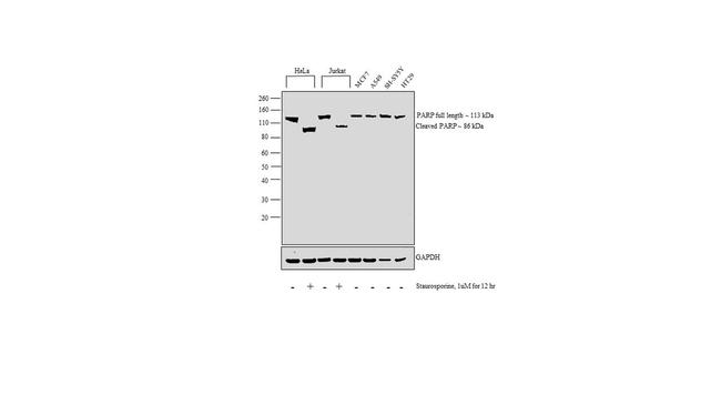 PARP1 Antibody in Western Blot (WB)