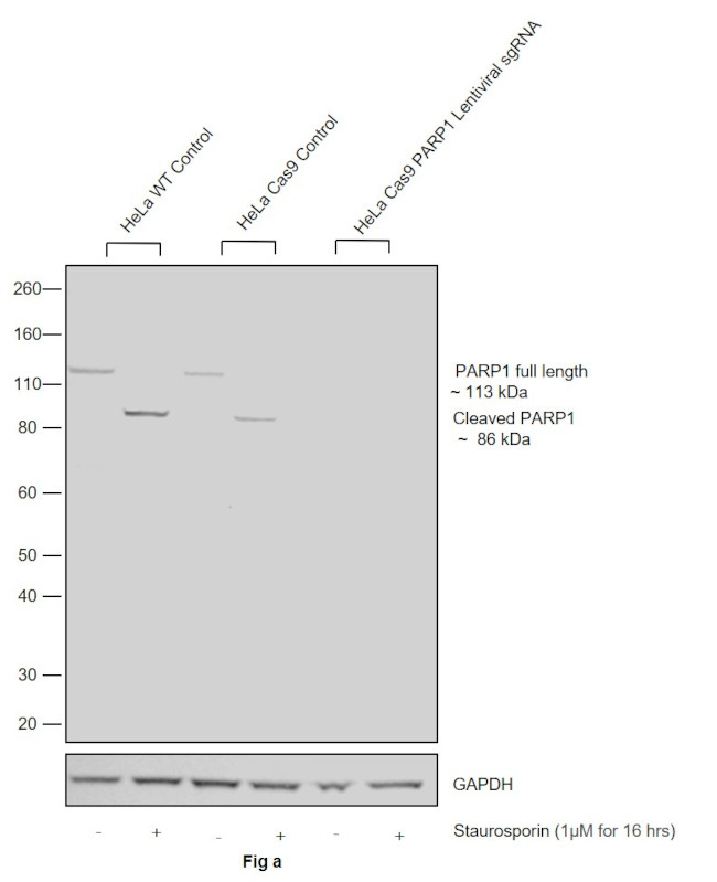 PARP1 Antibody