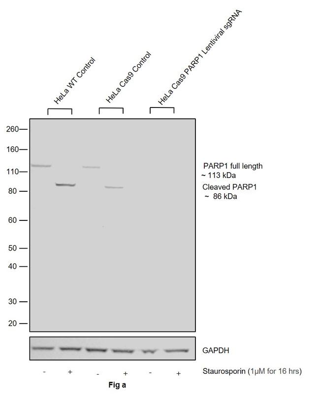 PARP1 Antibody in Western Blot (WB)