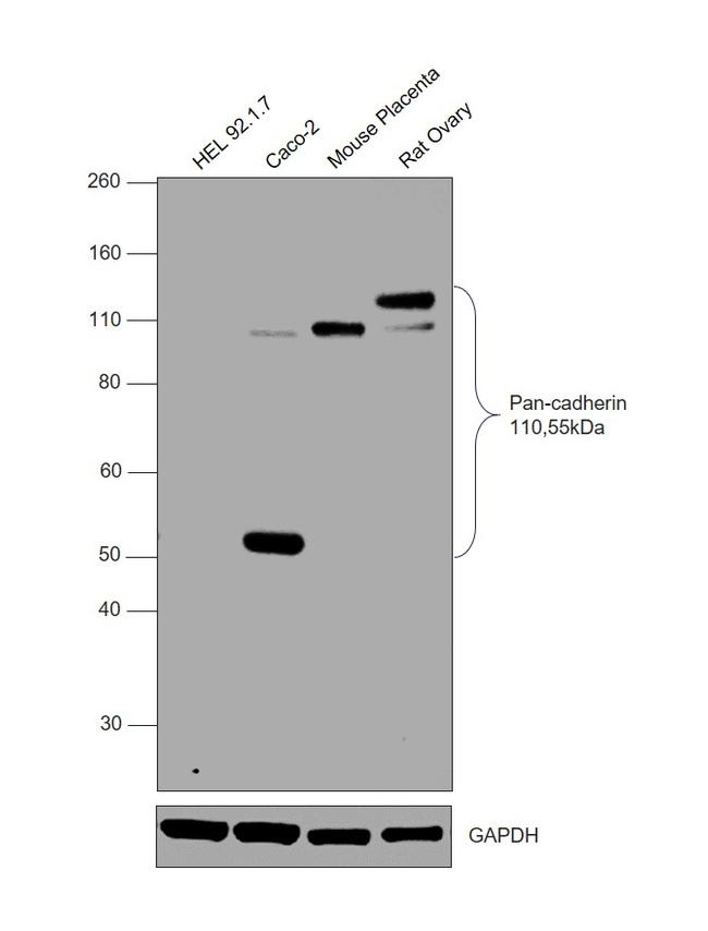 Pan-cadherin Antibody in Western Blot (WB)